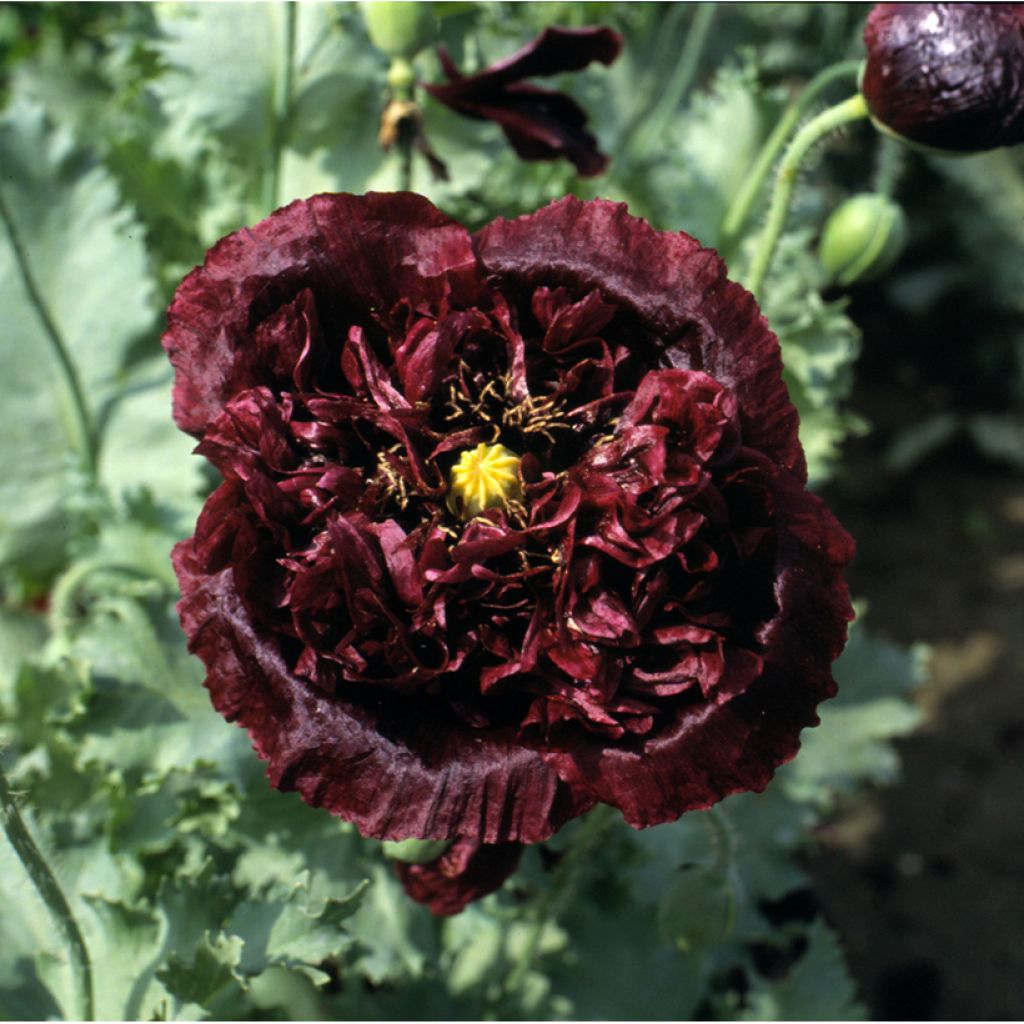 Papavero da oppio Black Peony