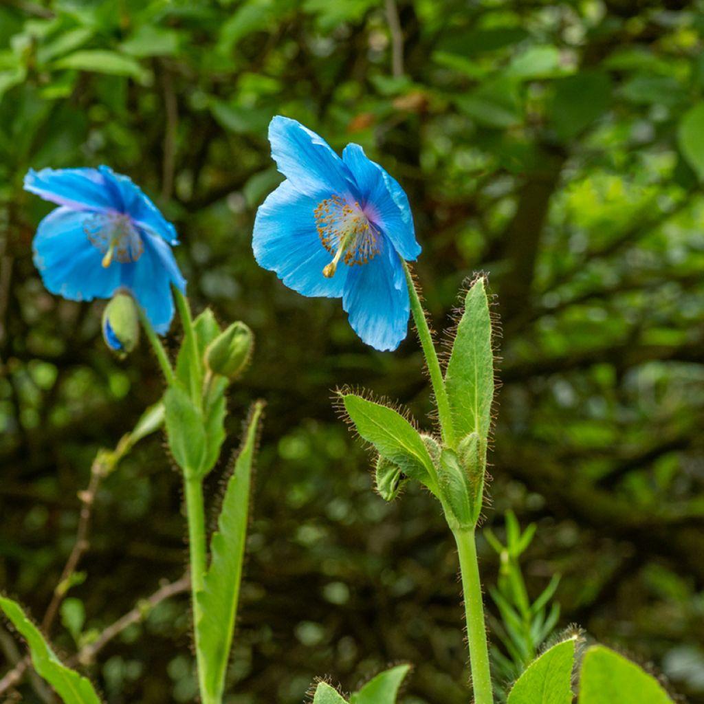 Meconopsis betonicifolia (semi) - Papavero blu dell'Himalaya