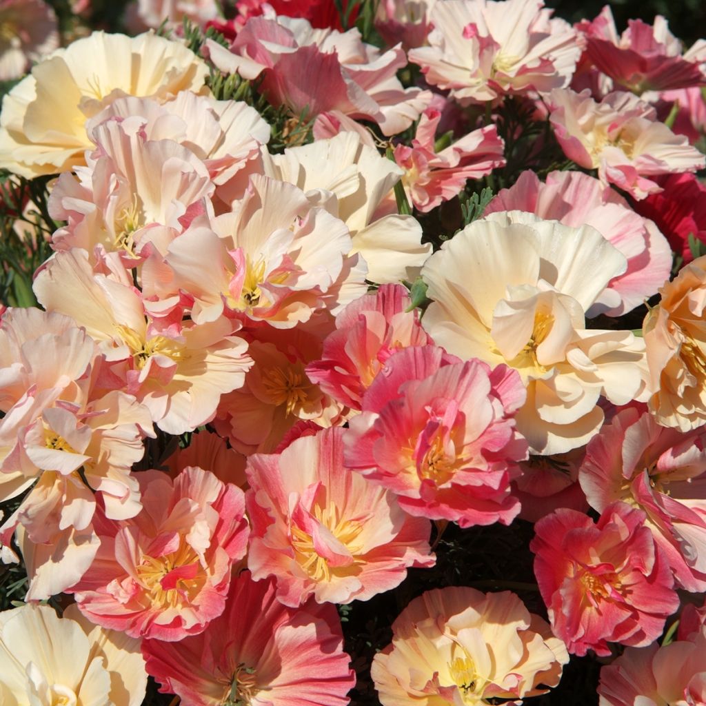 Graines de Pavot de Californie Appleblossom - Eschscholzia