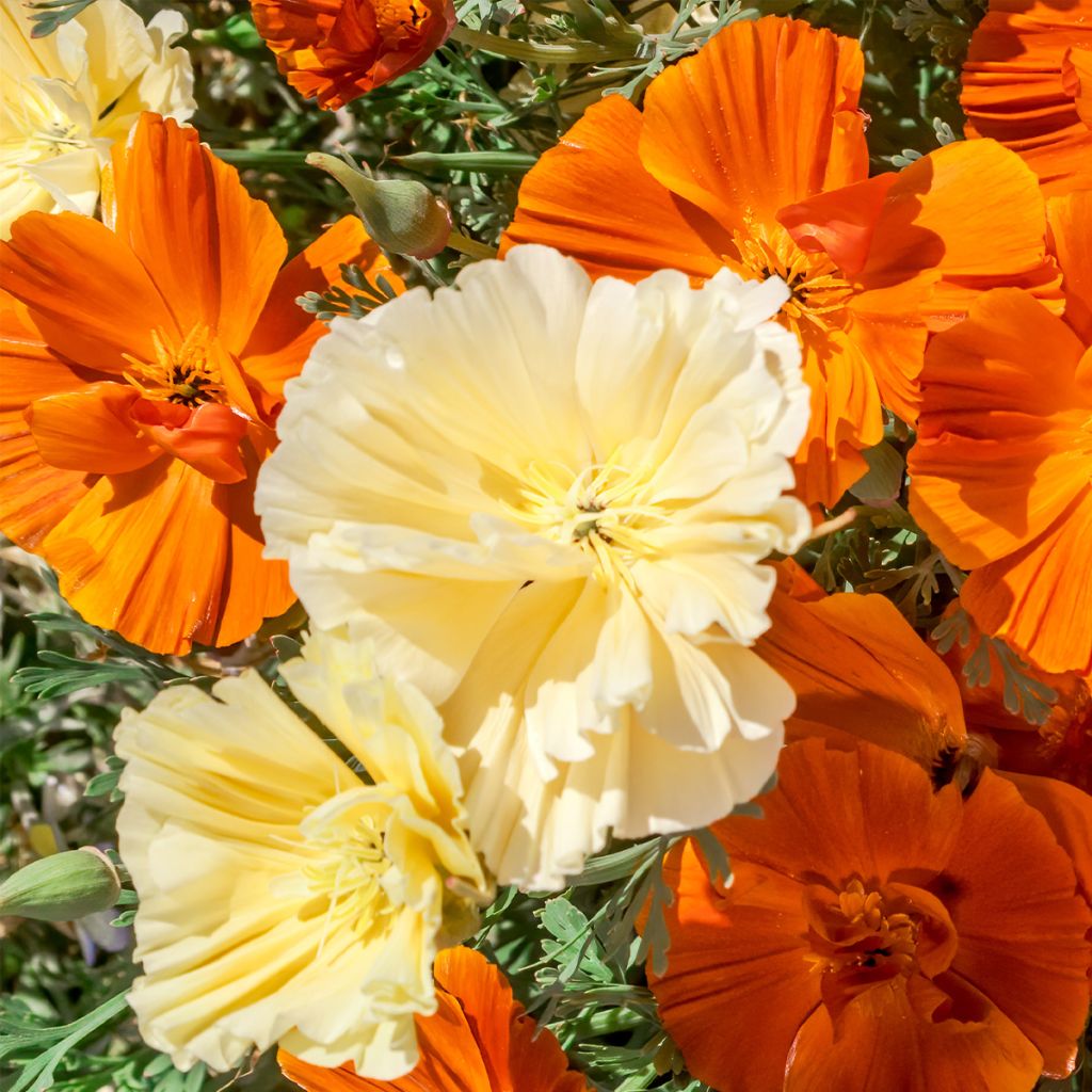 Eschscholzia Cream Swirl - Papavero della California