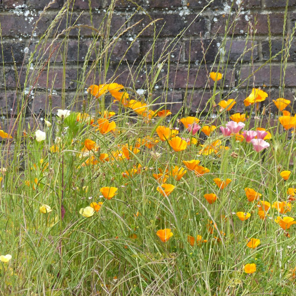 Eschscholzia Garden mix - Papavero della California