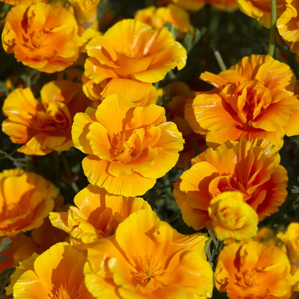 Eschscholzia Lady Marmalade - Papavero della California