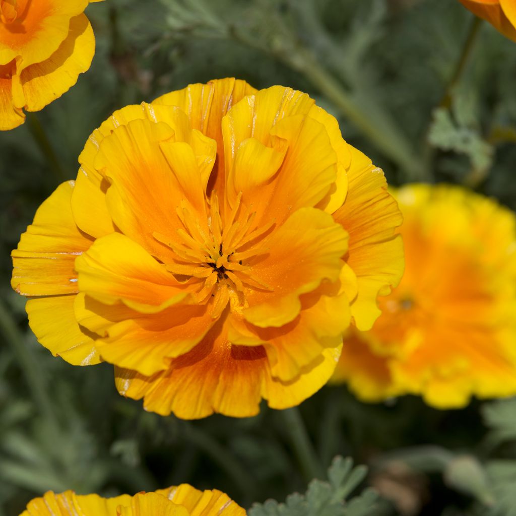 Eschscholzia Lady Marmalade - Papavero della California