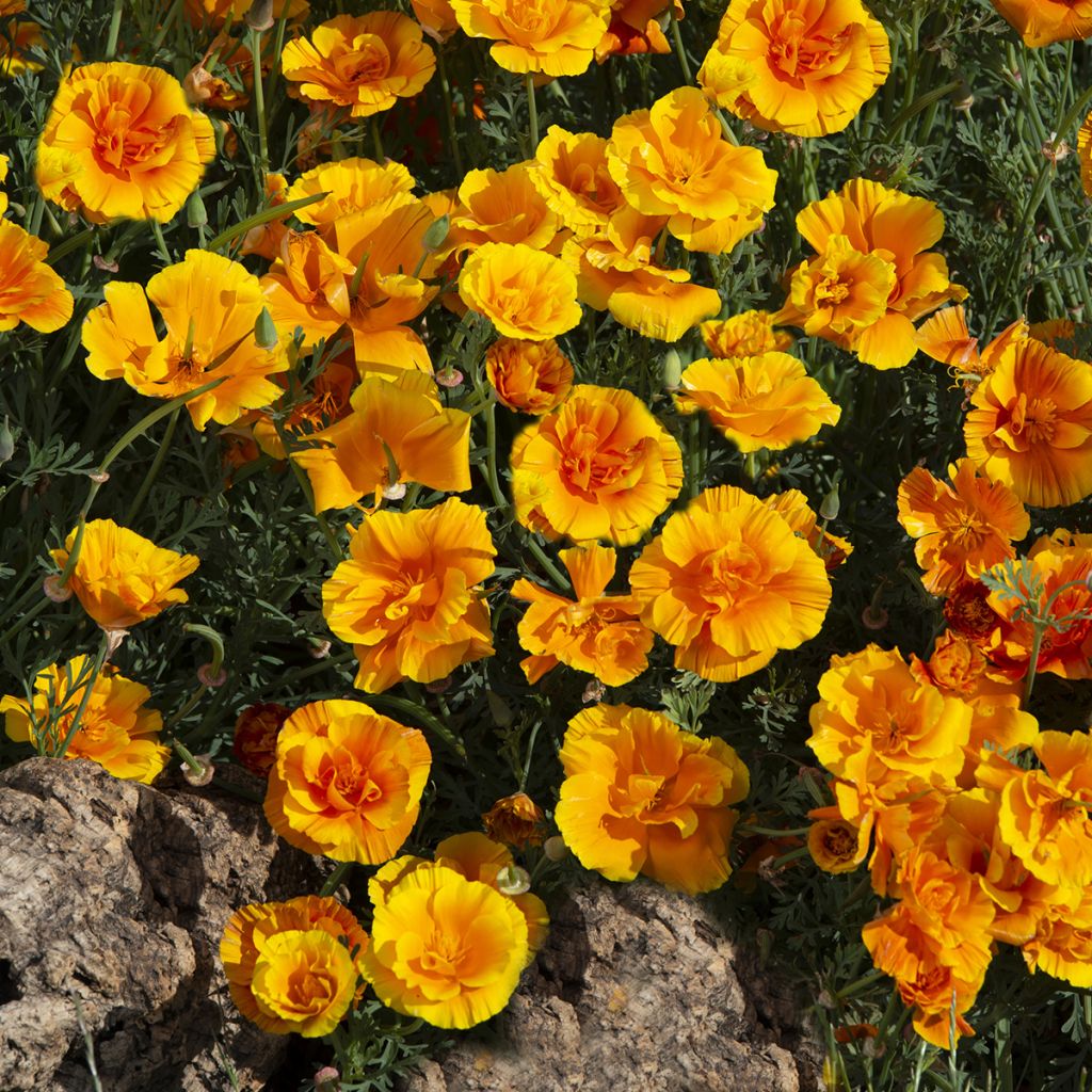 Eschscholzia Lady Marmalade - Papavero della California