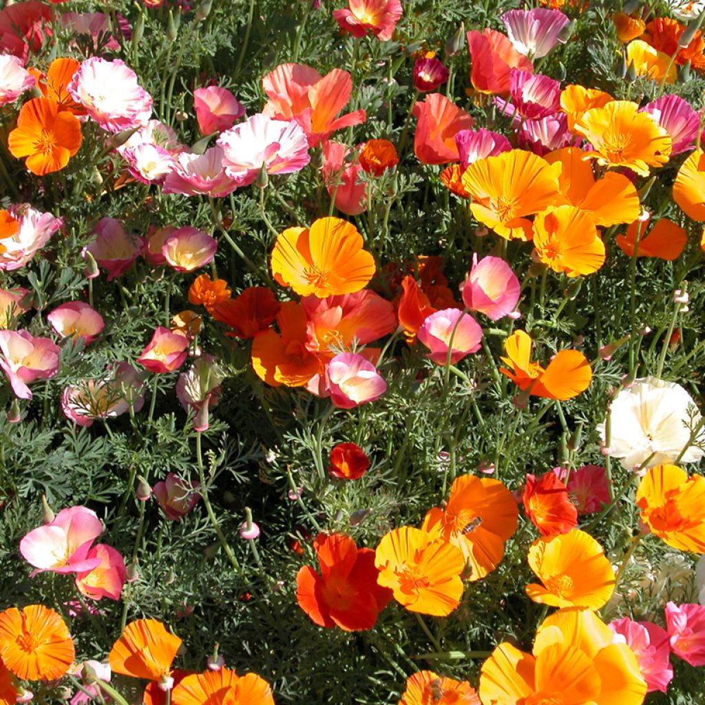 Eschscholzia Mission Bells - Papavero della California