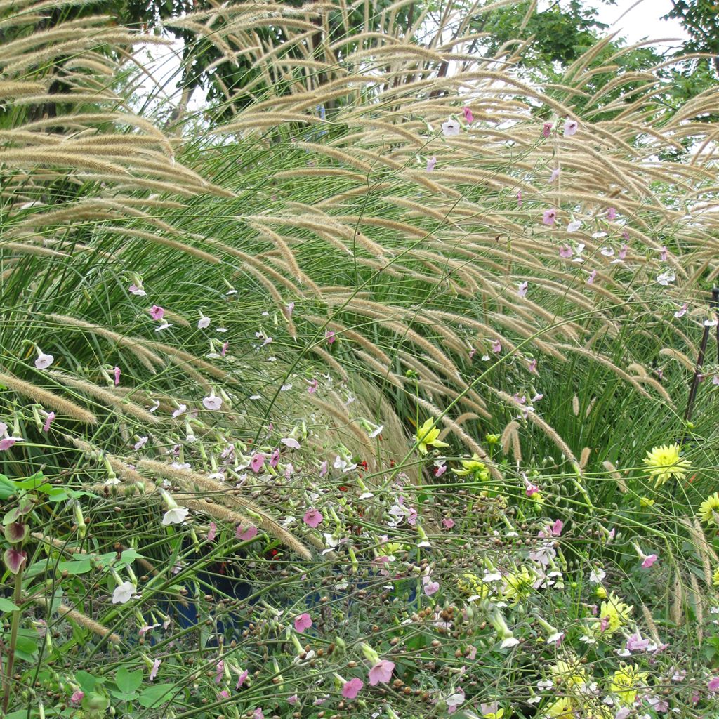 Pennisetum macrourum Tail Feathers