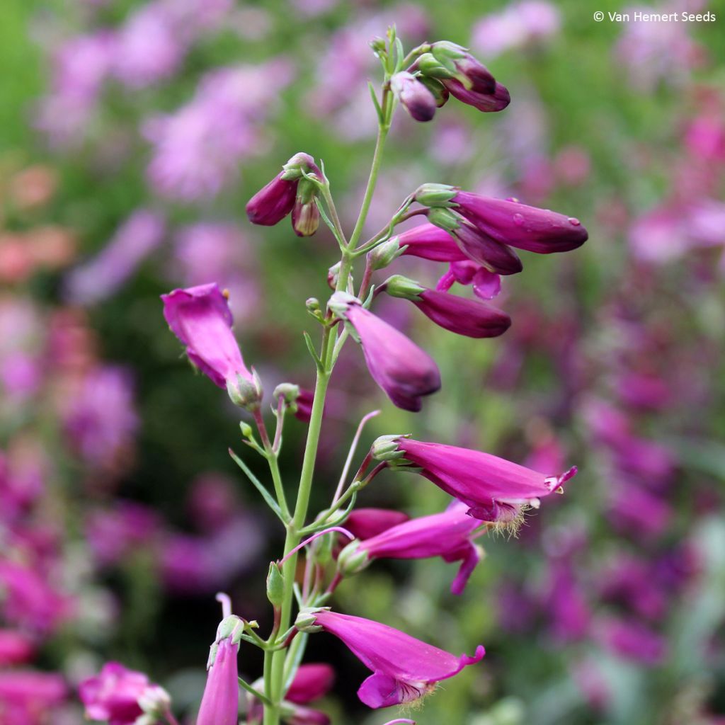 Penstemon barbatus Twizzle Purple