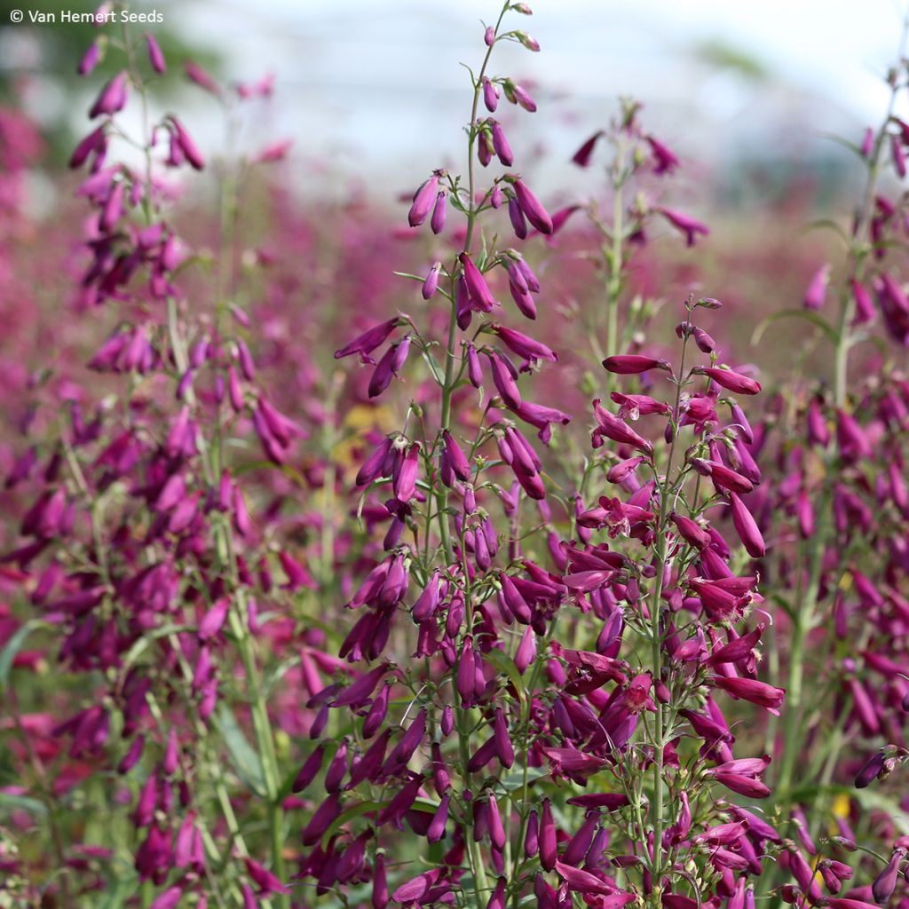 Penstemon barbatus Twizzle Purple