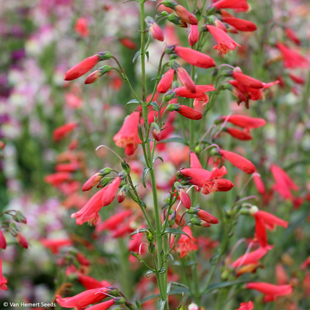 Penstemon barbatus Twizzle Scarlet