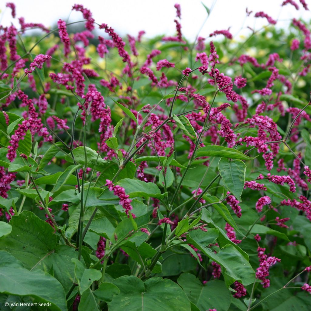 Persicaria orientalis Cerise Pearls - Poligono orientale