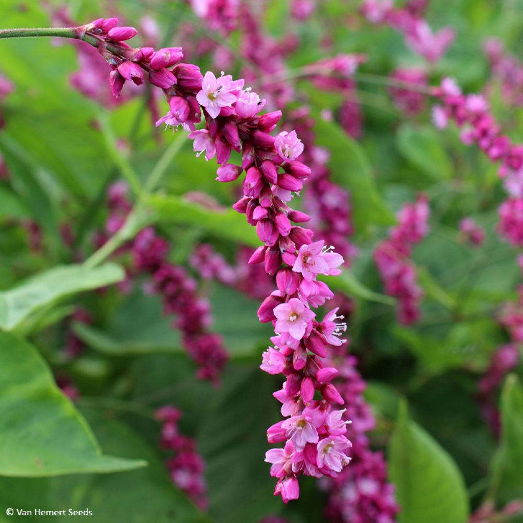 Persicaria orientalis Cerise Pearls - Poligono orientale