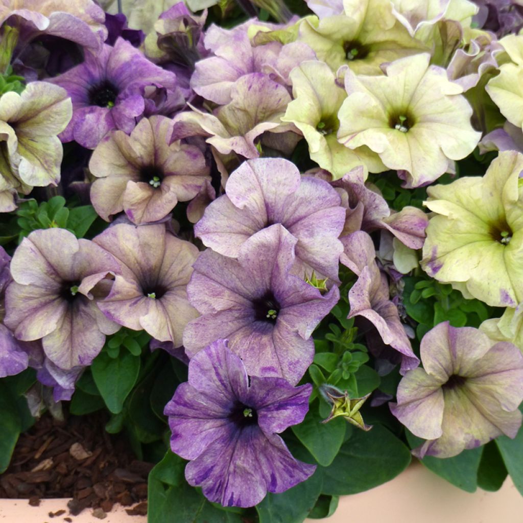 Petunia Shake Blueberry