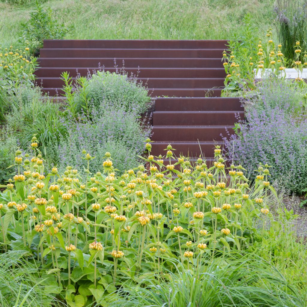 Phlomis russeliana (semi)