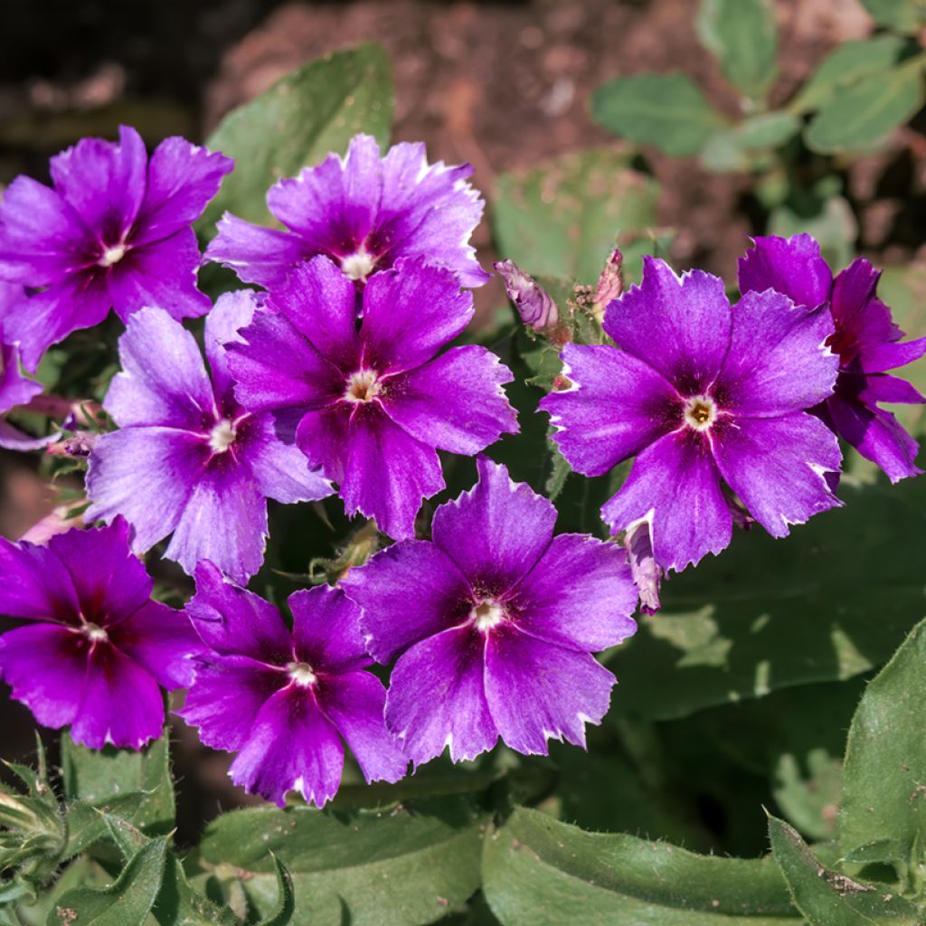 Phlox drummondii Blueberry Swirl