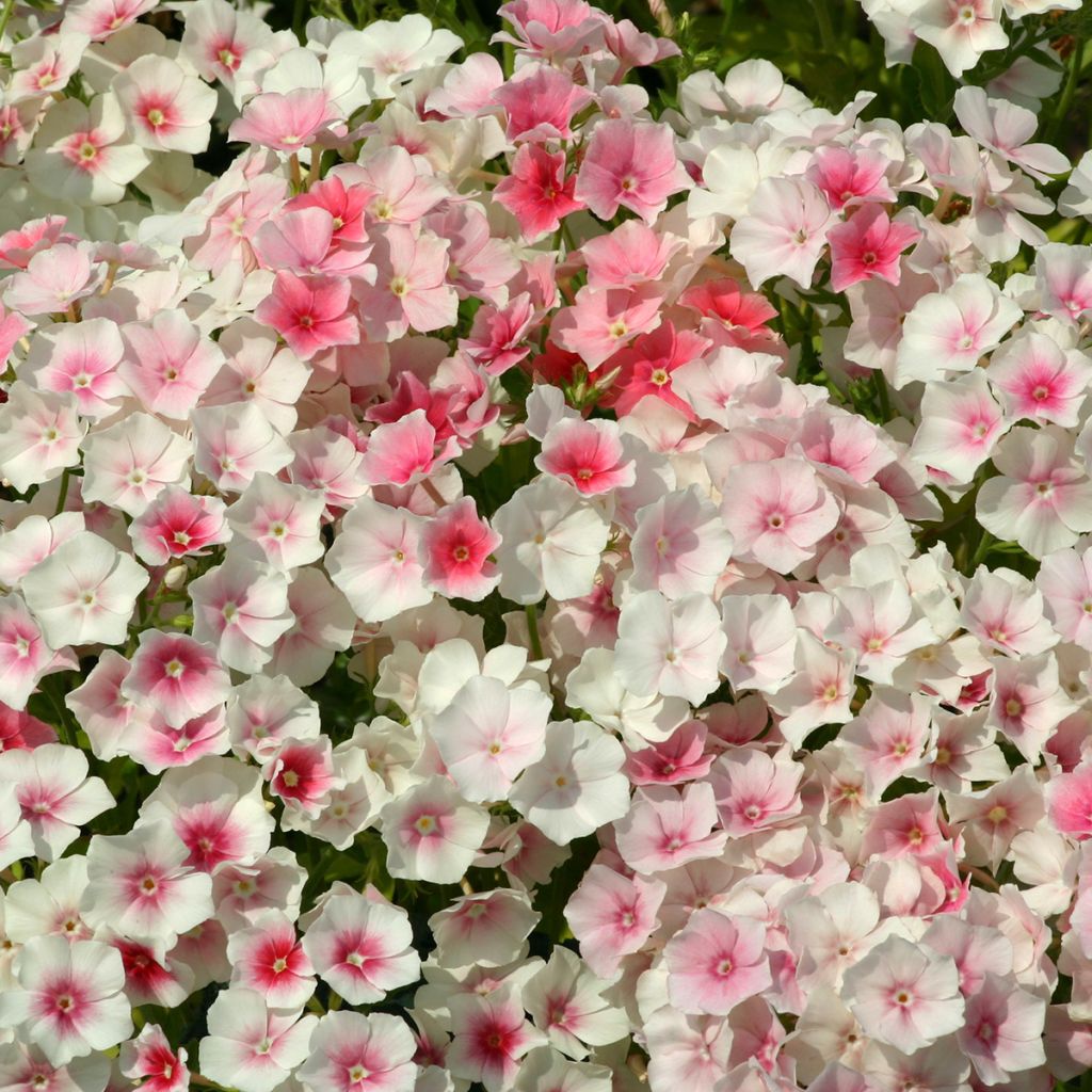 Phlox drummondii Blushing Bride