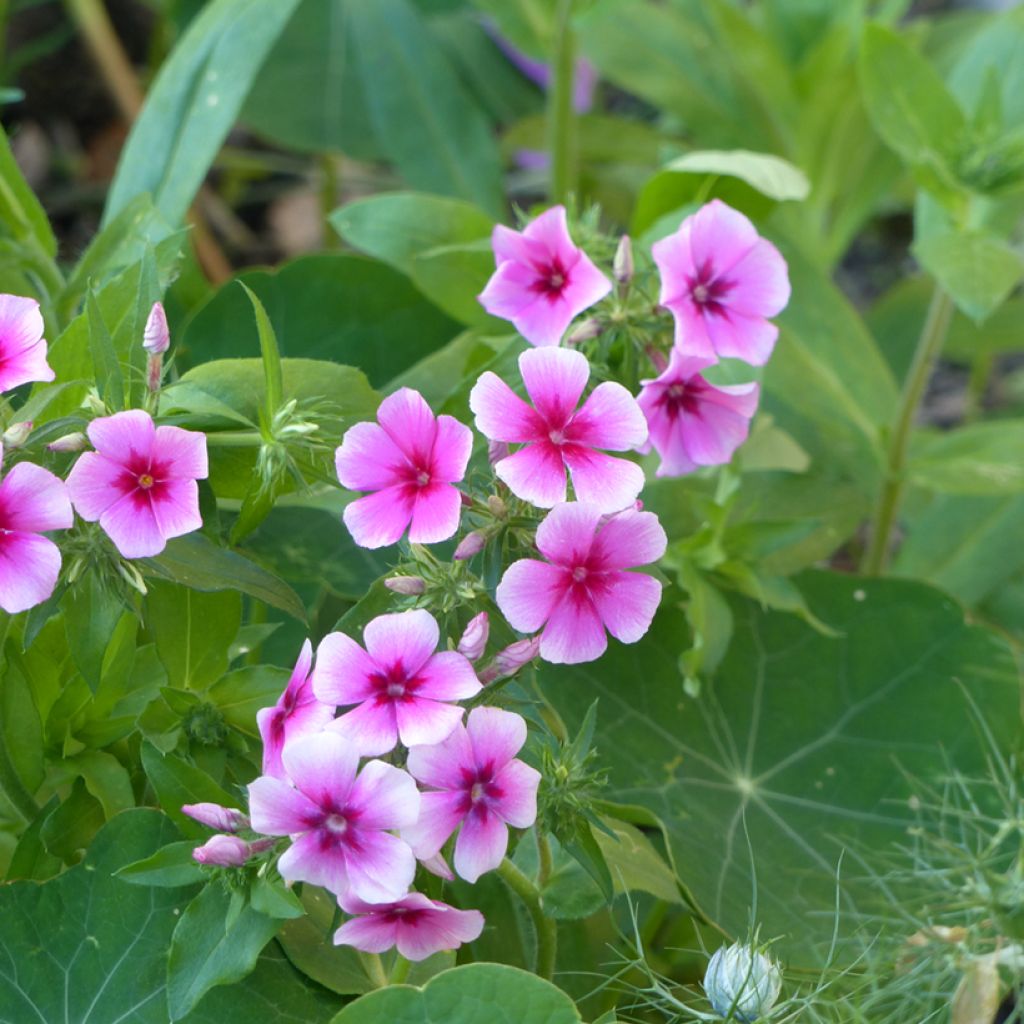 Phlox drummondii Brilliant