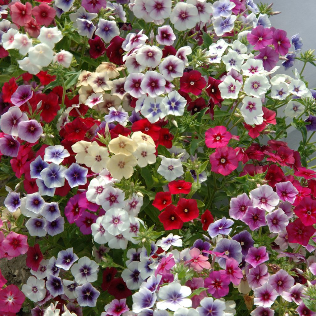 Phlox drummondii Tapestry Mix