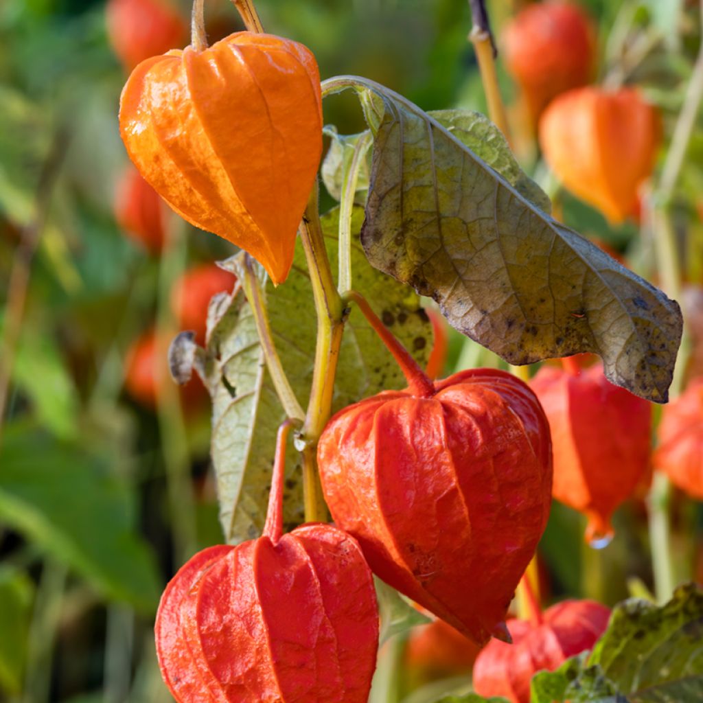 Physalis alkekengi var. franchetii - Alchechengio