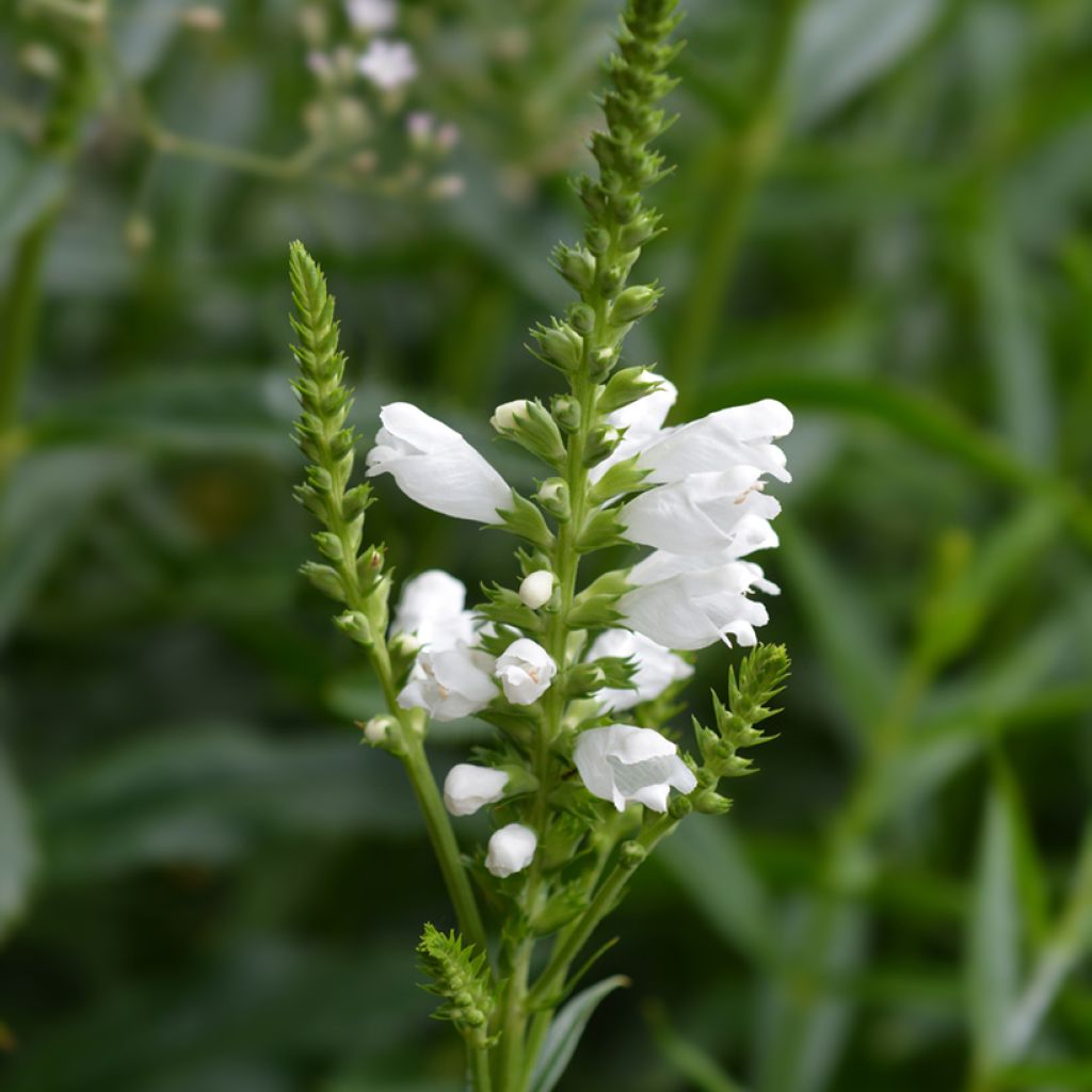 Physostegia virginiana Summer Snow (semi)