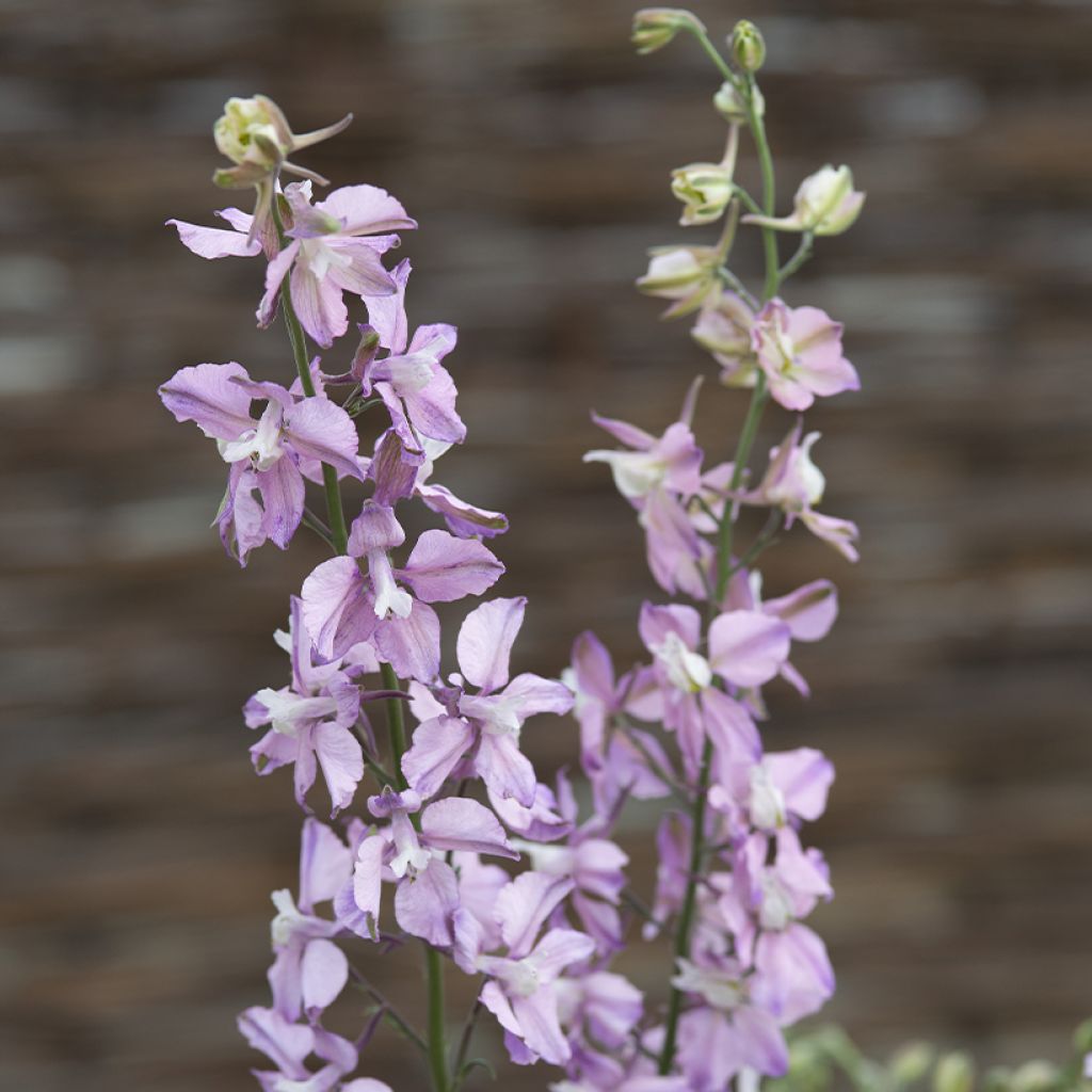 Delphinium consolida Fancy Belladonna - Speronella