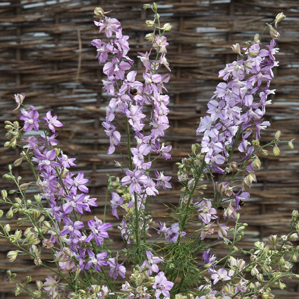 Delphinium consolida Fancy Belladonna - Speronella