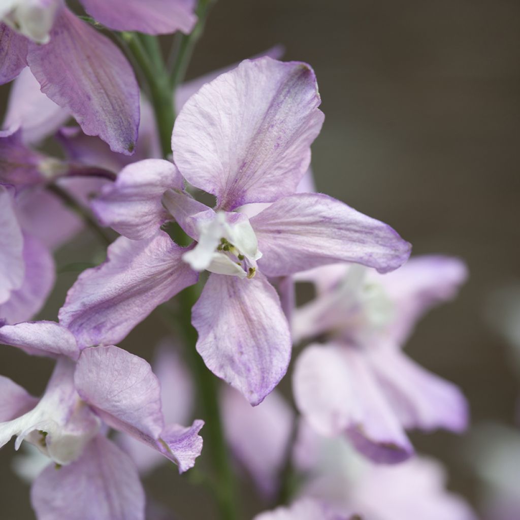 Delphinium consolida Fancy Belladonna - Speronella