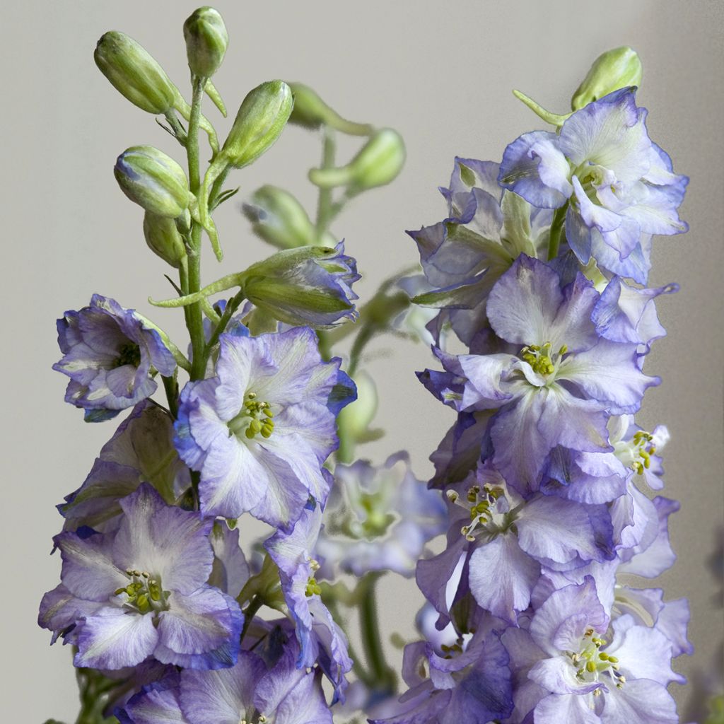 Delphinium elatum Fancy Purple Picotee - Speronella elevata