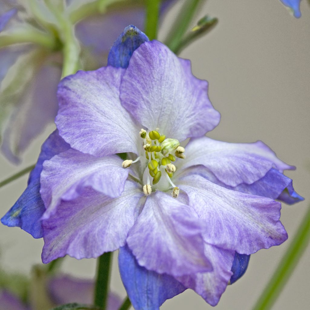 Delphinium elatum Fancy Purple Picotee - Speronella elevata