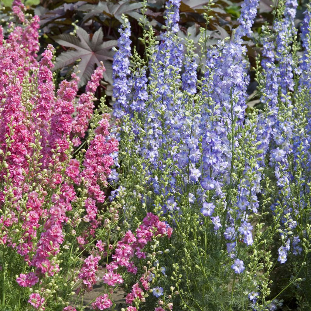 Delphinium elatum Fancy Purple Picotee - Speronella elevata