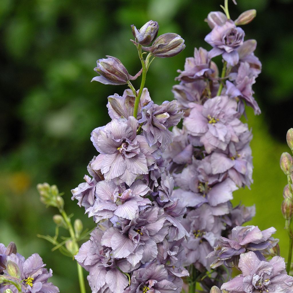 Delphinium consolida Misty Lavender - Speronella