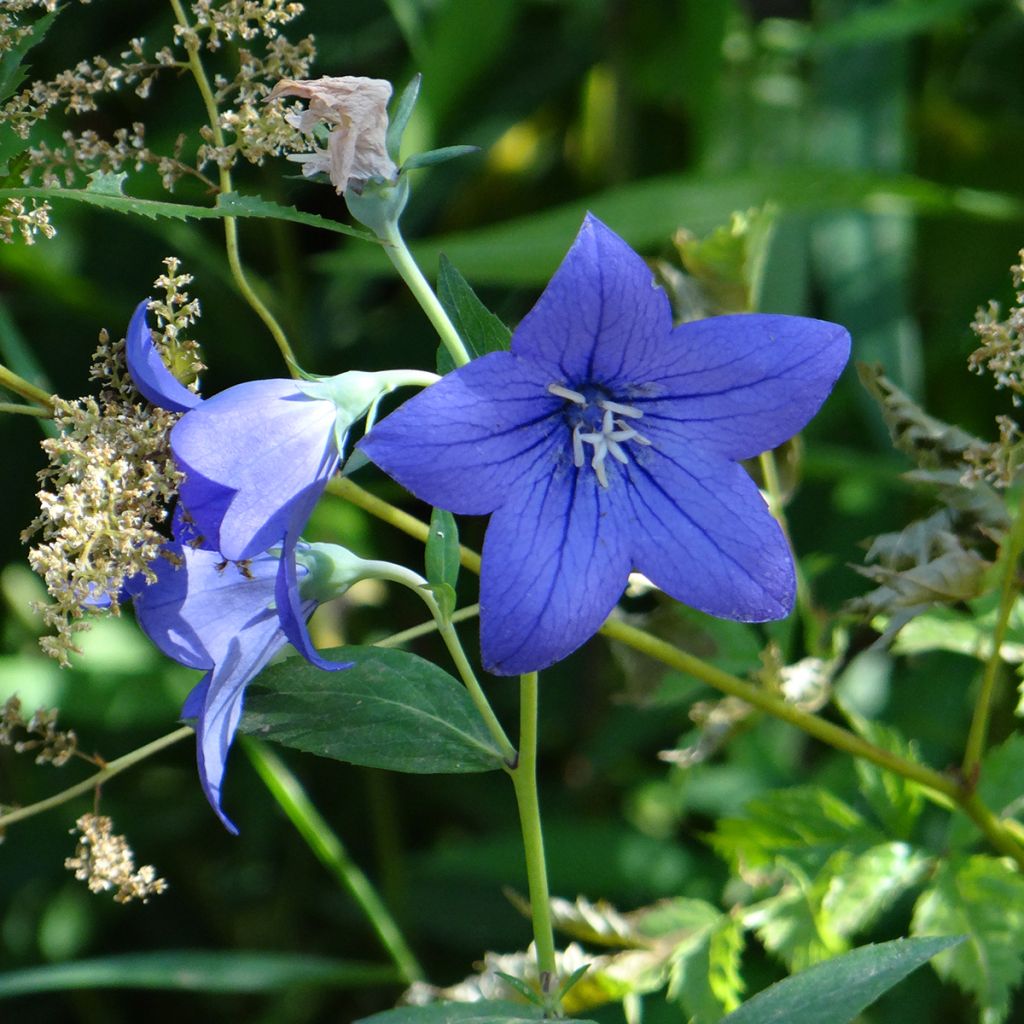 Platycodon grandiflorus Mariesii Blue - Campanula cinese