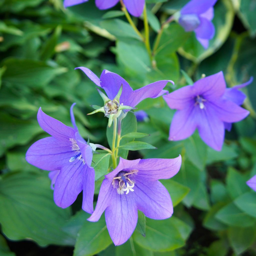 Platycodon grandiflorus Mariesii Blue - Campanula cinese