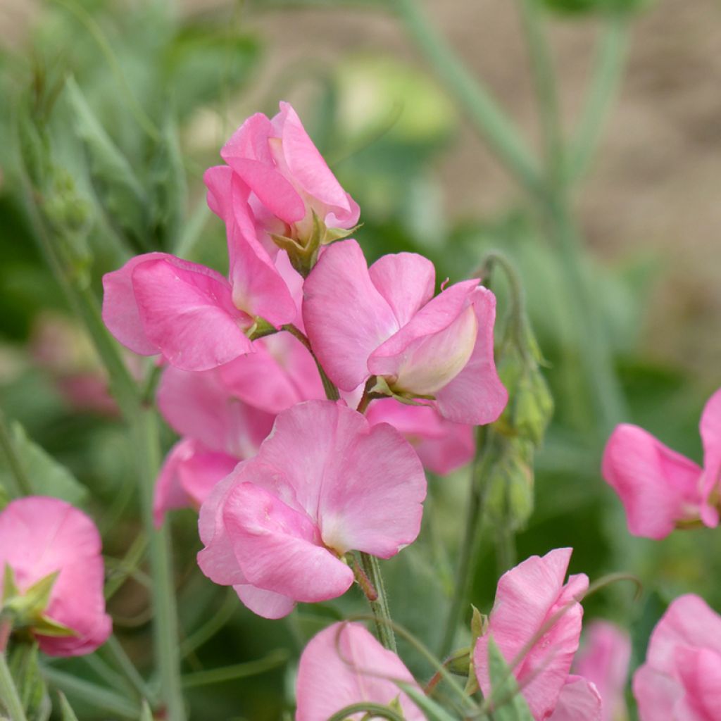 Pisello odoroso Pinkie