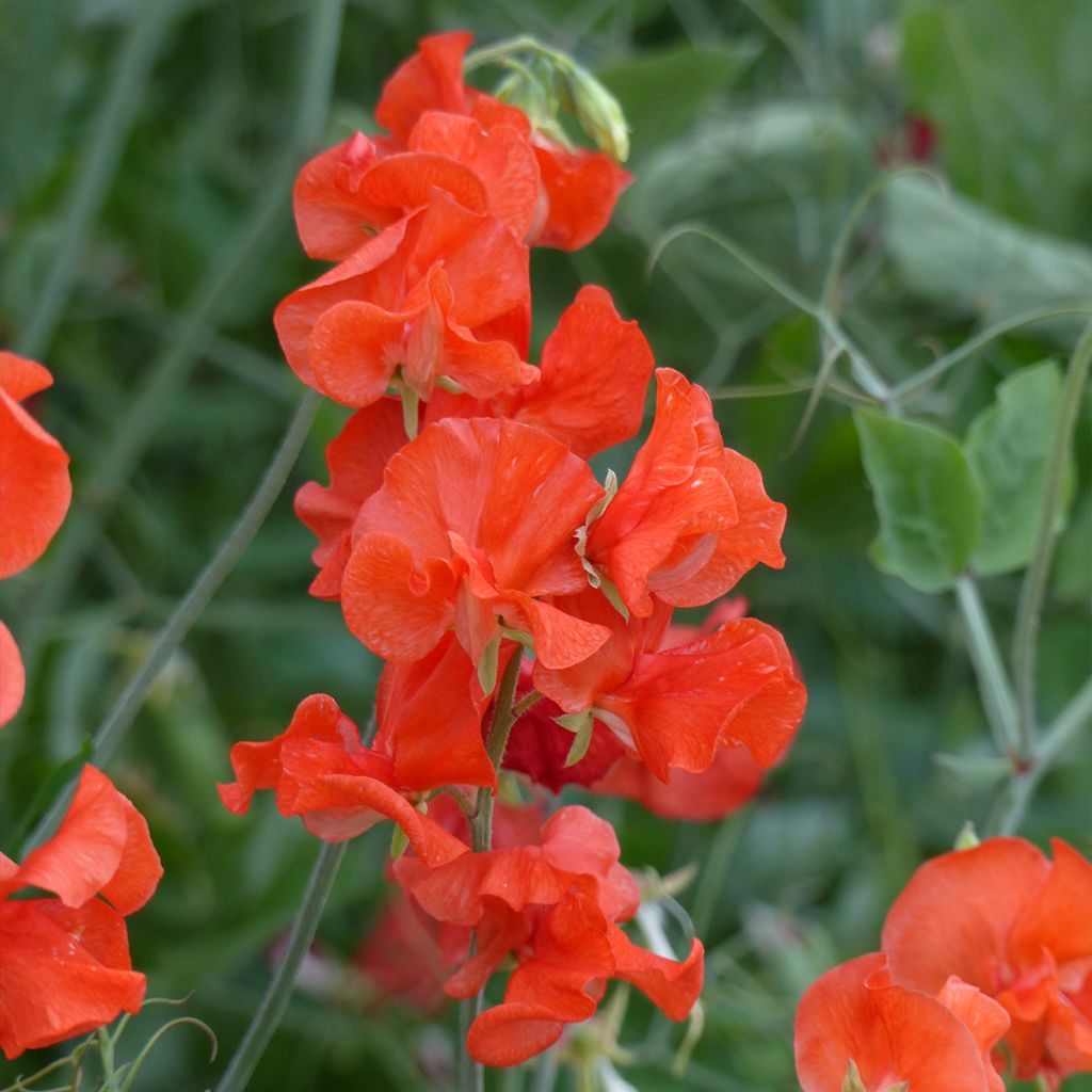 Graines de Pois de senteur Spring Sunshine Orange - Lathyrus odoratus