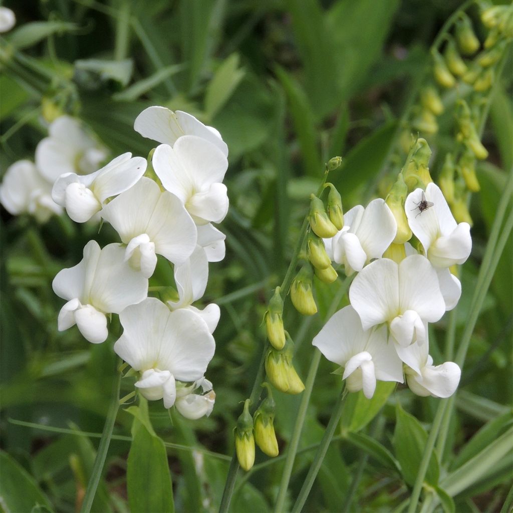 Lathyrus latifolius White Pearl (semi)