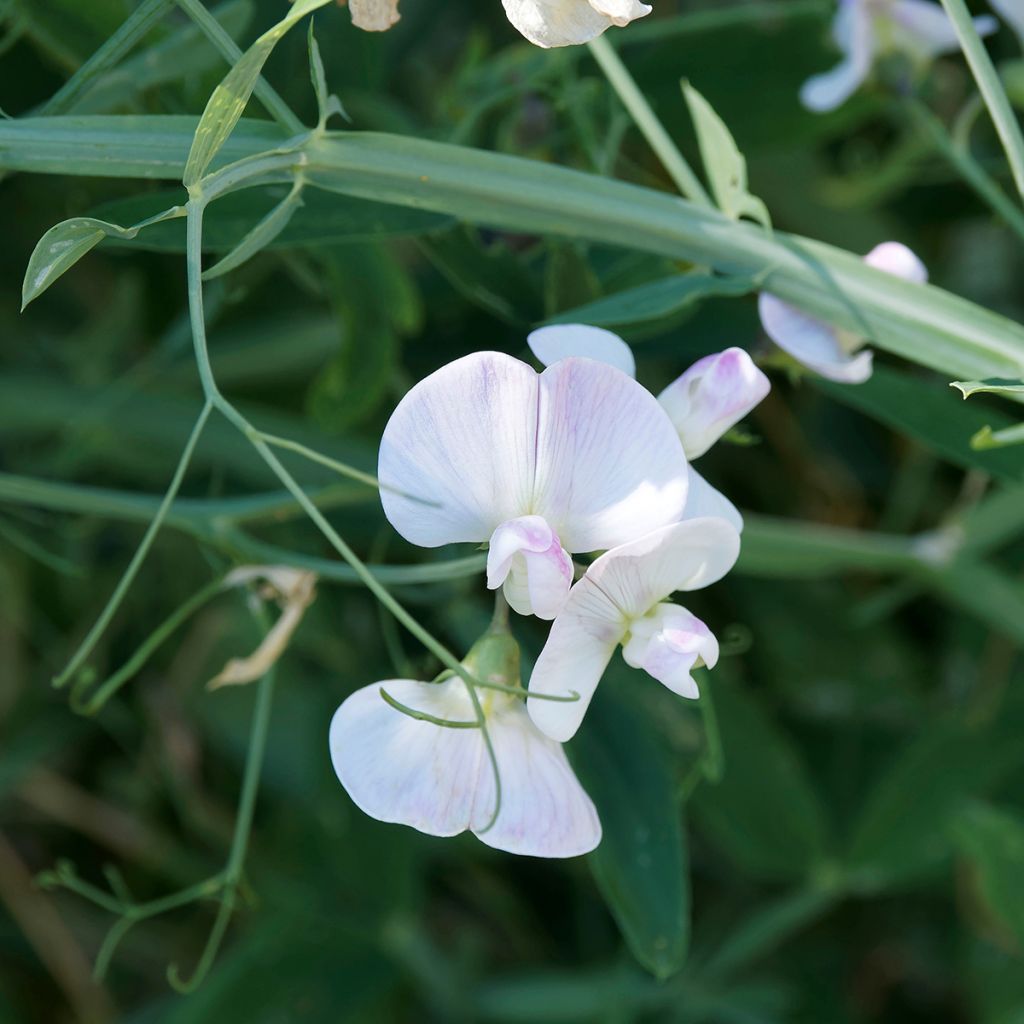 Lathyrus latifolius White Pearl (semi)