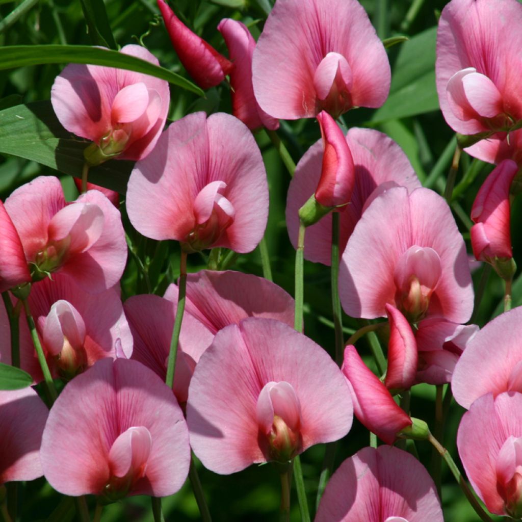 Lathyrus tingitanus Rosea