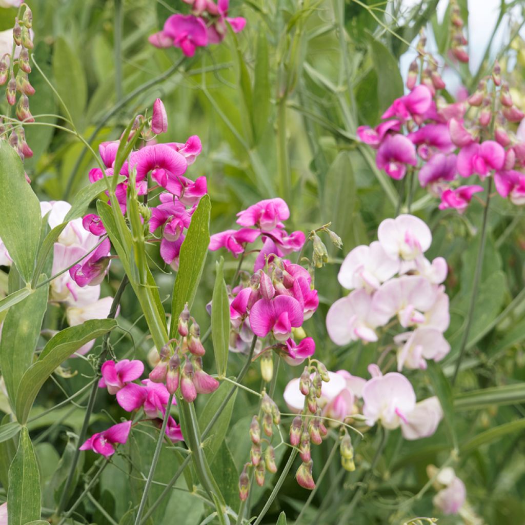 Lathyrus latifolius - Cicerchia a foglie larghe