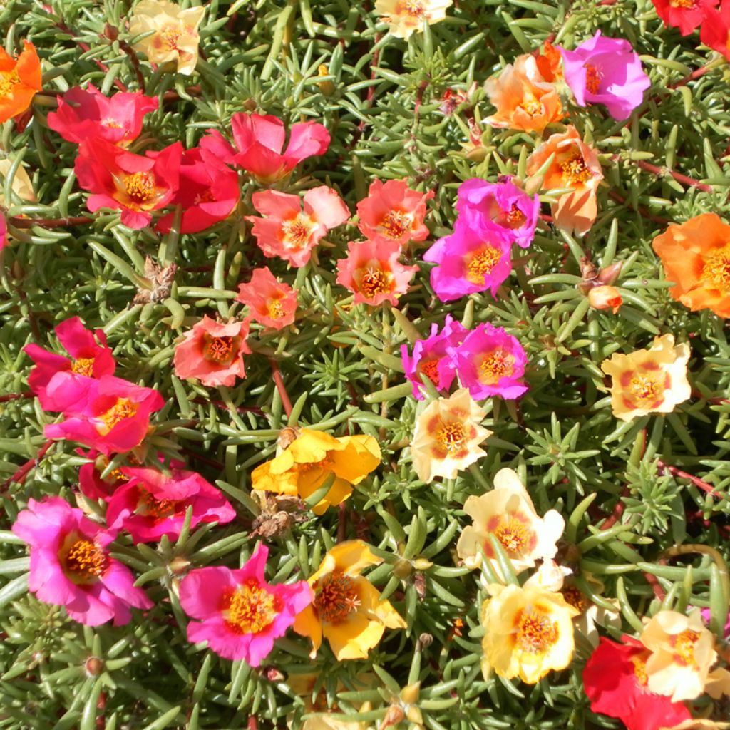 Portulaca grandiflora Single Mix  (semi) 