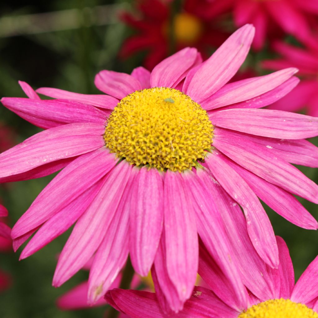 Chrysanthemum coccineum Robinson's Giants Mix - Crisantemo