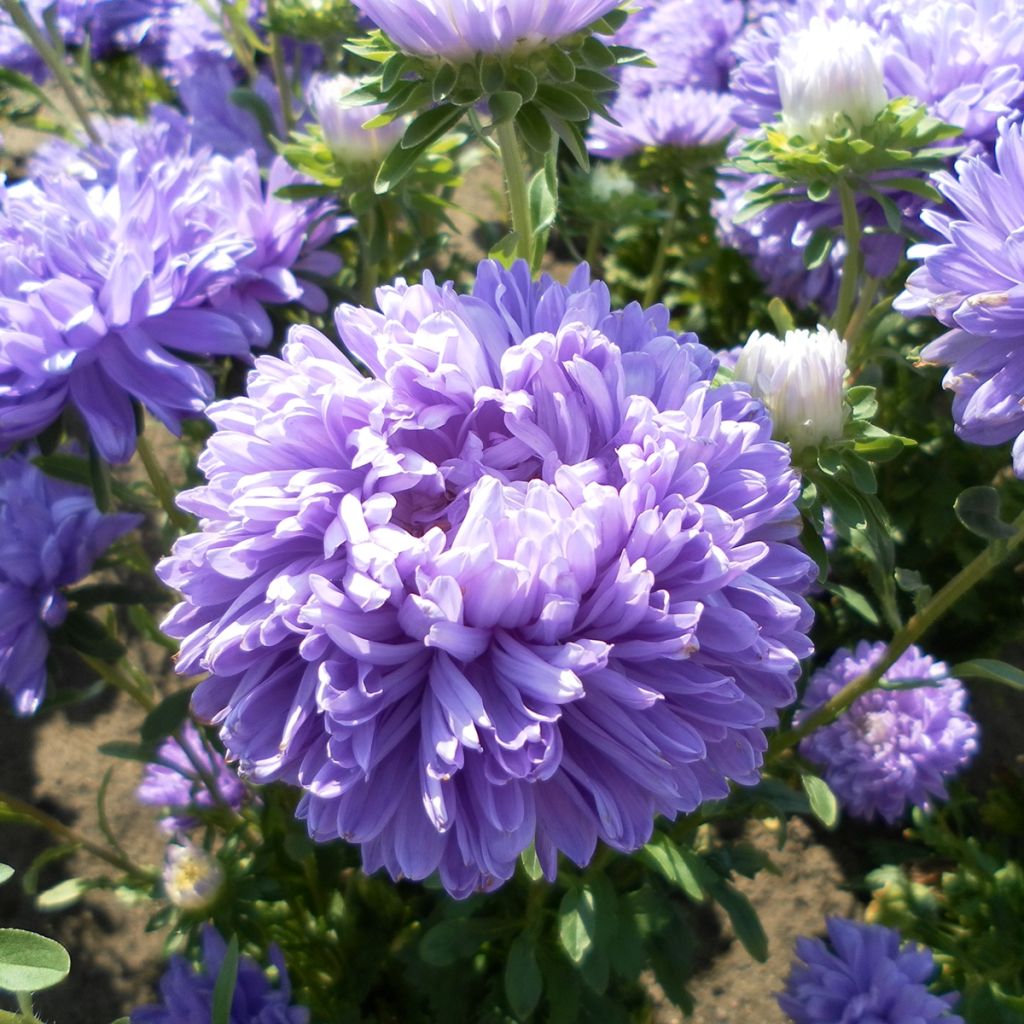 Graines de Reine-marguerite Duchesse en mélange