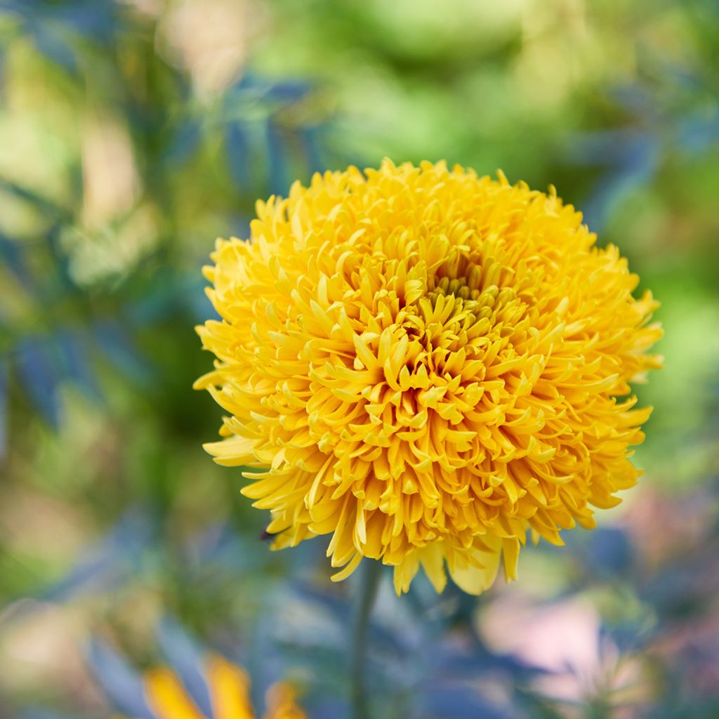 Tagetes Mission Giant Yellow - Tagete