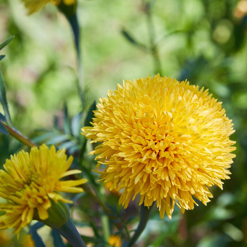 Tagetes Mission Giant Yellow - Tagete