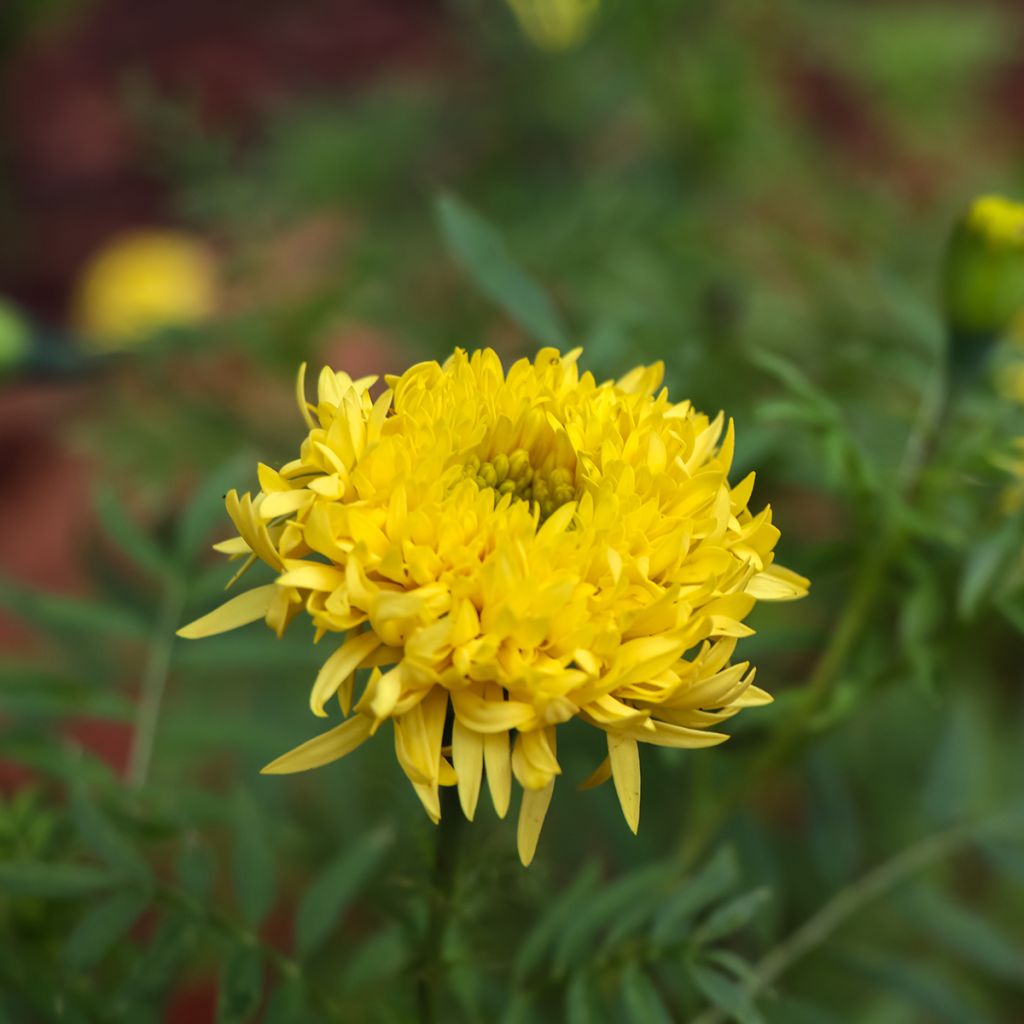 Tagetes Mission Giant Yellow - Tagete