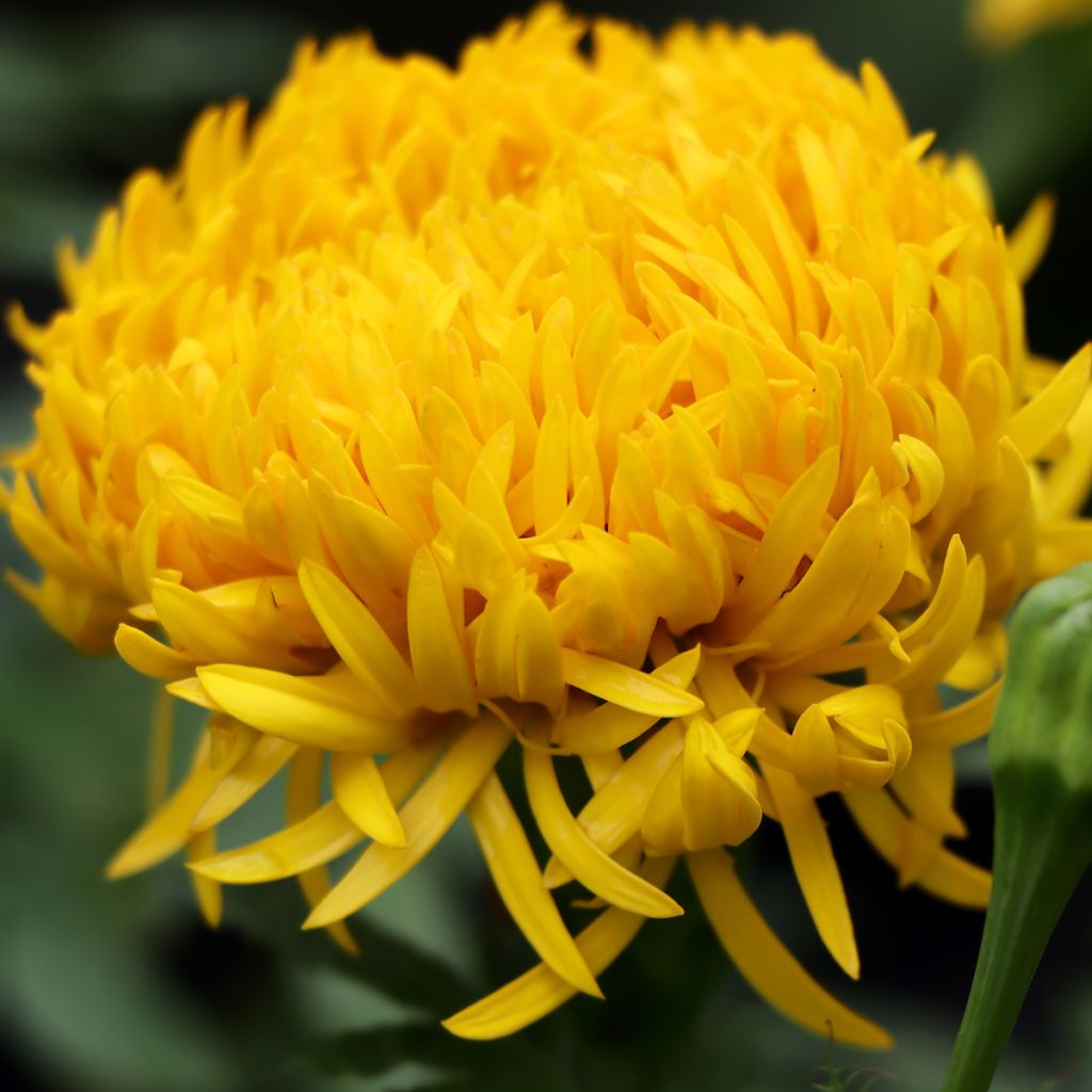 Tagetes Mission Giant Yellow - Tagete