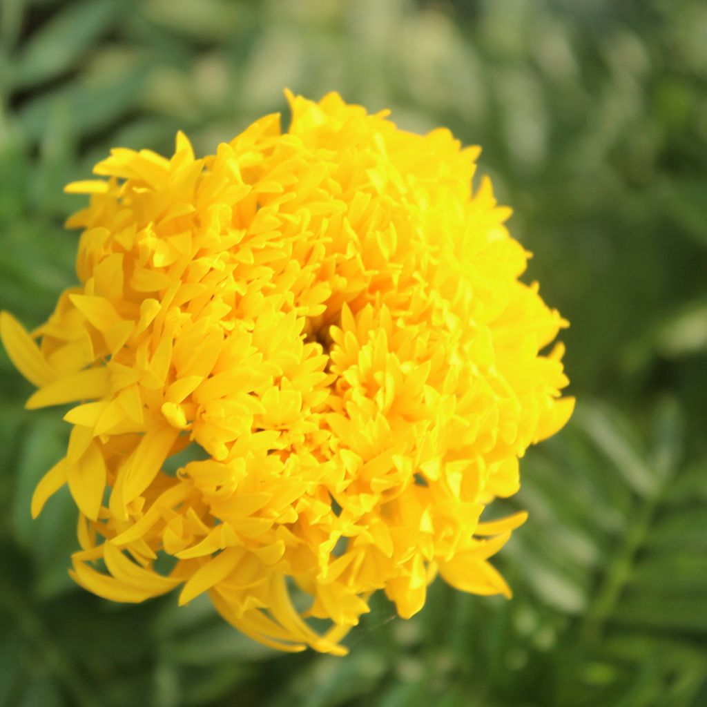 Tagetes Mission Giant Yellow - Tagete