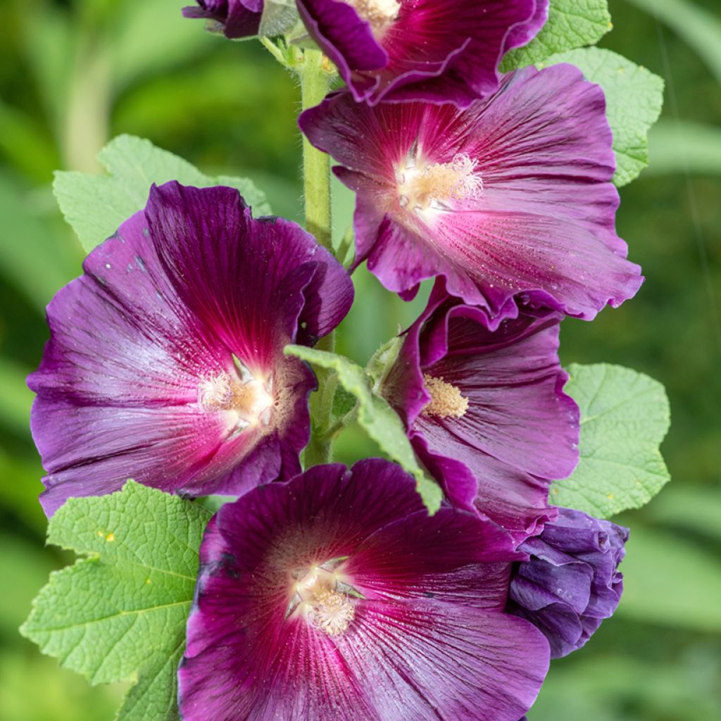 Alcea rosea Halo Lavender (Semi) - Malvarosa