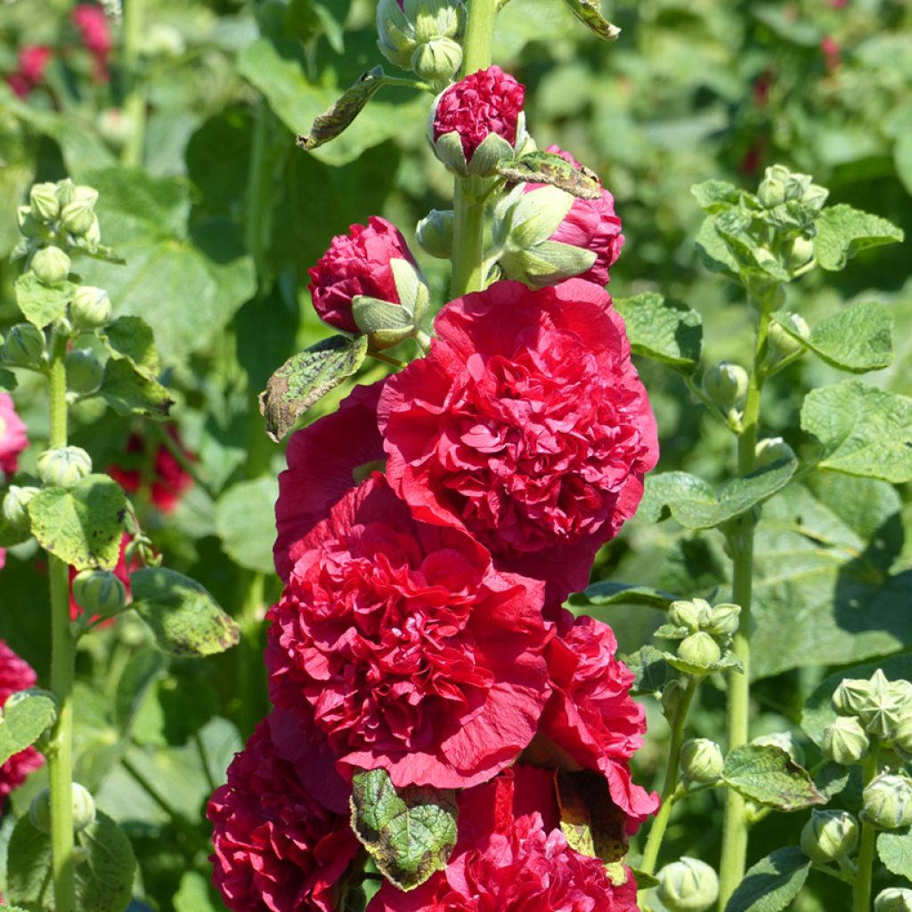 Alcea rosea Chater's Scarlet  (semi) - Malvarosa