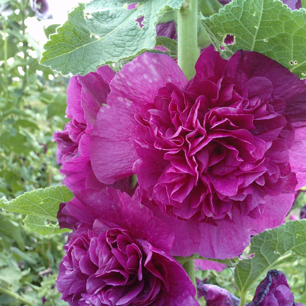 Alcea rosea Chater's Violet  (semi) - Malvarosa