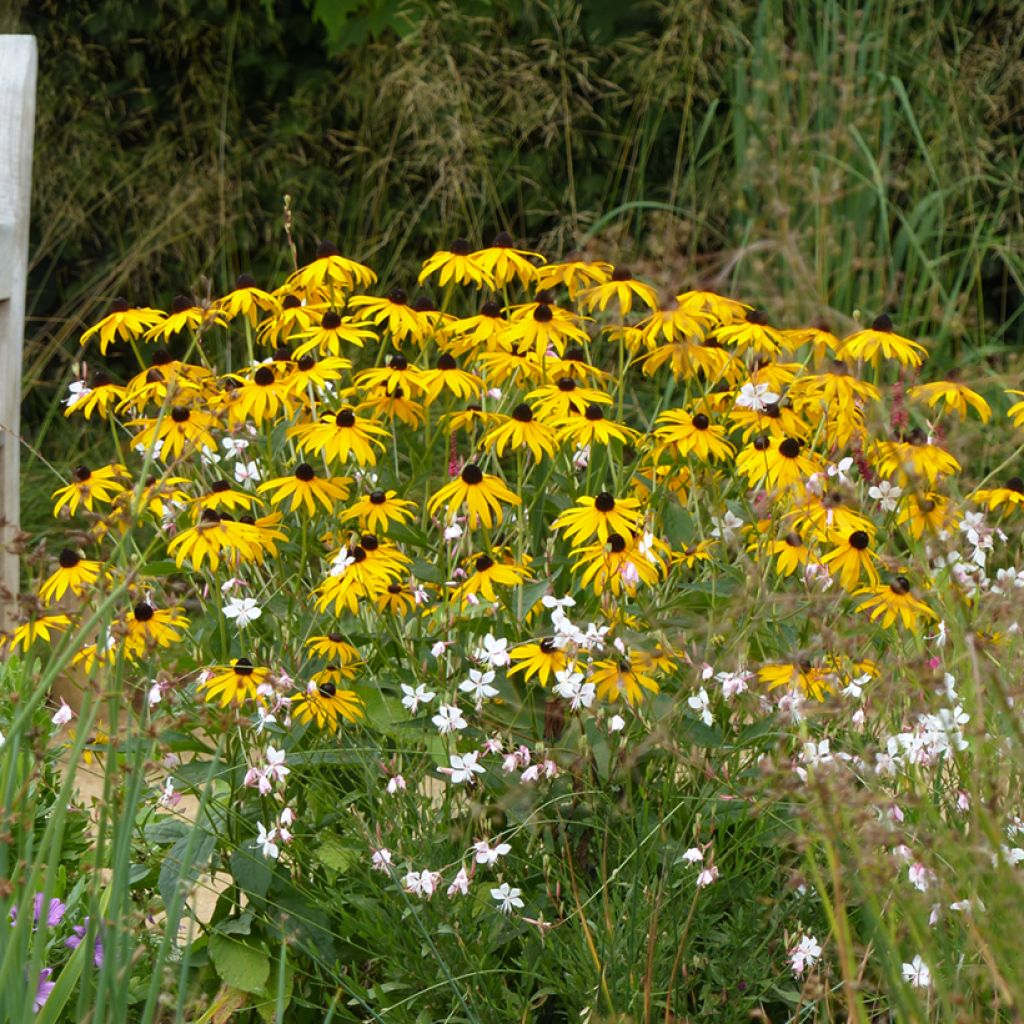 Rudbeckia fulgida var. sullivantii Goldsturm